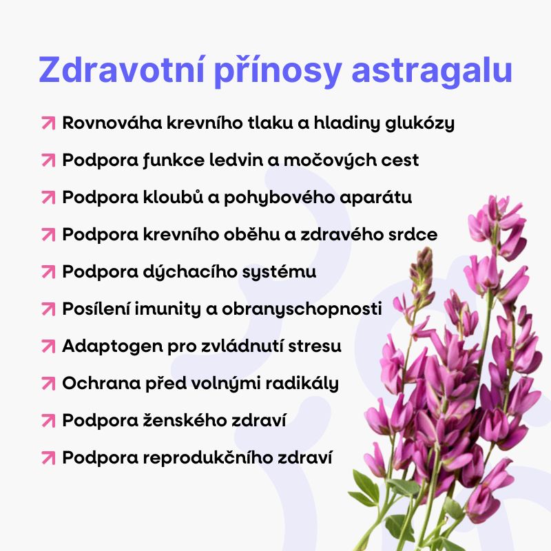 Zdravotní přínosy astragalu
